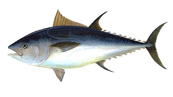 Taglia minima per la pesca di Atún rojo
