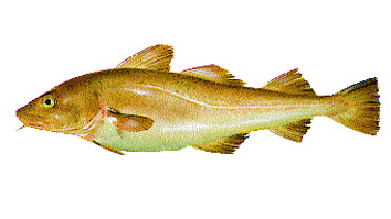 20 agraffen vertebre Moschettone Varie Misure Pesca Pesci della riduce 