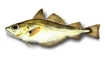 Taglia minima per la pesca di Capellán o mollera