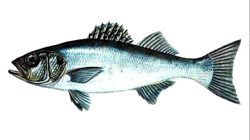 Taglia minima per la pesca di Lubina o Robalo