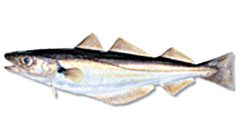 Taglia minima per la pesca di Merlán o Plegonero