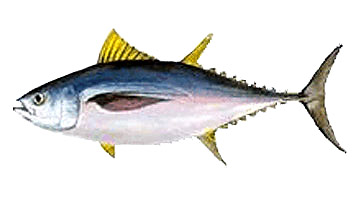 Taglia minima per la pesca di Patudo o Tuna