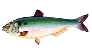 Taglia minima per la pesca di Sabalos o Alosa