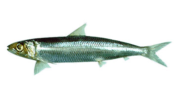 Taglia minima per la pesca di Sardina